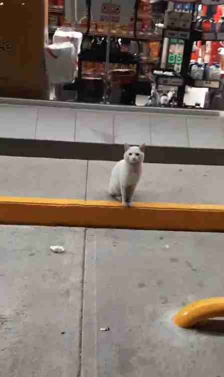 Um gatinho espera todos os dias na frente de uma loja de alimentos "pedindo" para as pessoas comprarem comida para ele - 1
