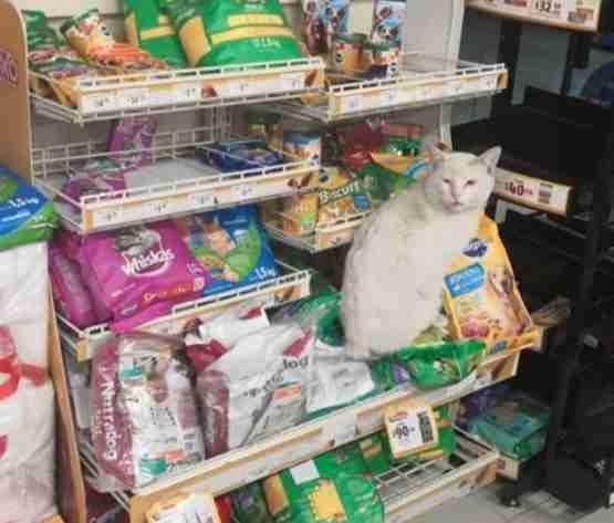 En katt tillbringar sina dagar framför en mataffär och "tigger" förbipasserande om mat - 2