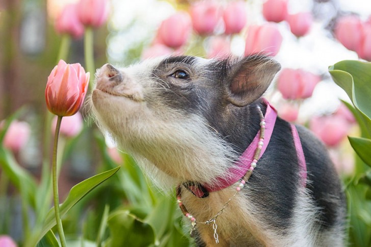 A Fluffy piace tantissimo il colore rosa, quindo l'ambientazione perfetta per il servizio fotografico era un campo di tulipani...