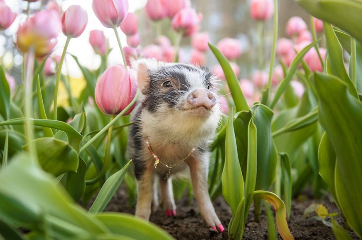 ...E ovviamente, questi tulipani sono di colore rosa!