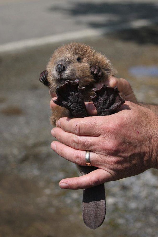 Voici un petit castor. Avez-vous déjà vu ses pattes palmées d'aussi près ?