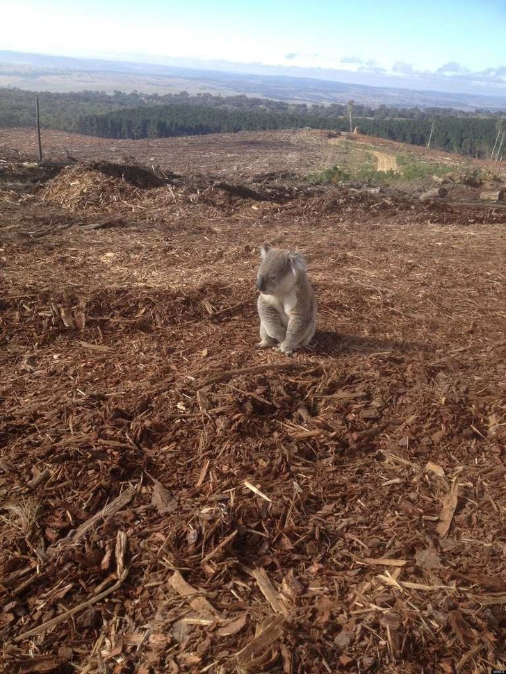 9) Een koala tussen de overblijfselen van wat eens zijn thuis was...