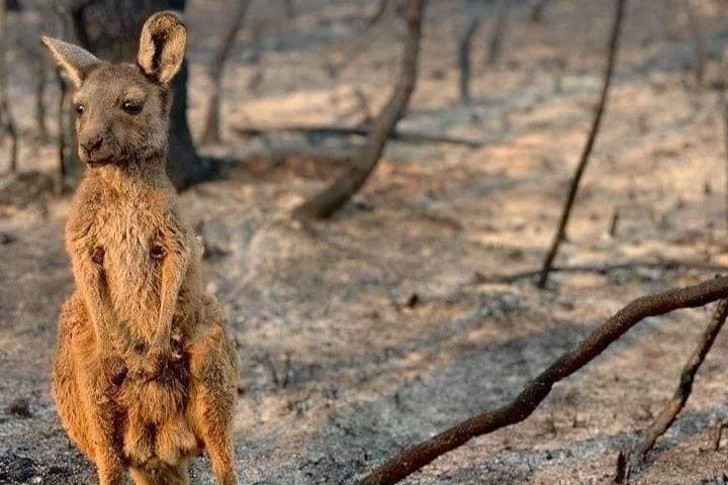 10) Een kangoeroe was volledig verwoest nadat alle branden in Australië zijn leefgebied hadden verwoest