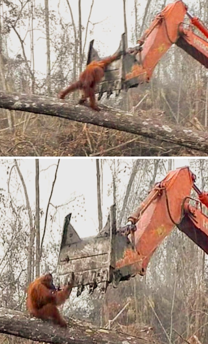 2) Deze arme orang-oetan probeert gewoon zijn huis te redden...