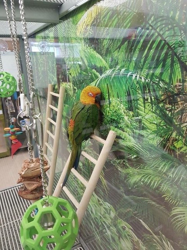 3) Un perroquet d'Amazonie est gardé dans une cage, loin de son véritable habitat...dans cette photo, il semble que le perroquet rêve de retourner dans son monde