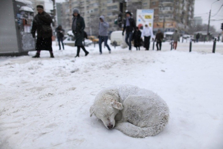4) Een zwerfhond bevriest midden op straat na een sneeuwstorm, maar geen van de voorbijgangers lijkt er aandacht aan te schenken...
