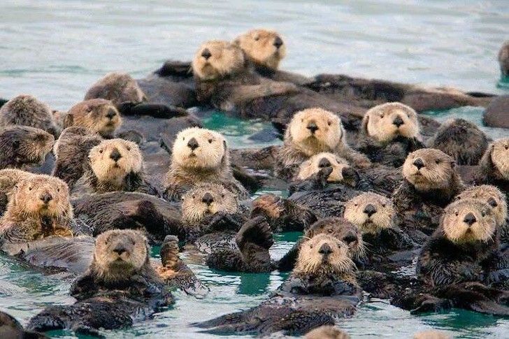 5) Otters hebben veel last van de vervuiling door de lozingen die in hun wateren drijven