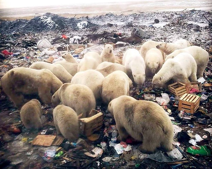6. Les ours polaires mangent les déchets que nous, les humains, avons produits...
