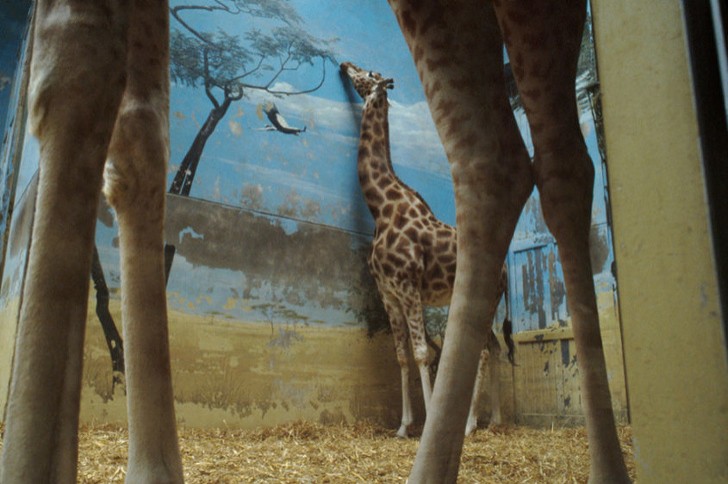 8. Ces girafes aussi rêvent de leur véritable habitat...