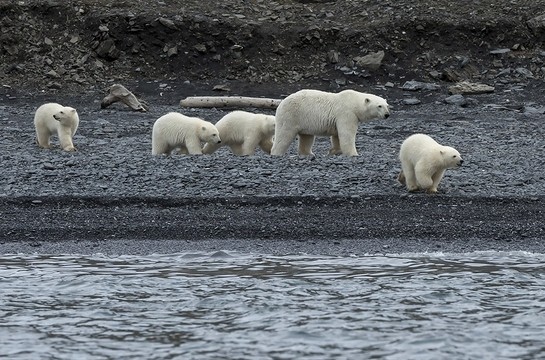 The polar bear programme