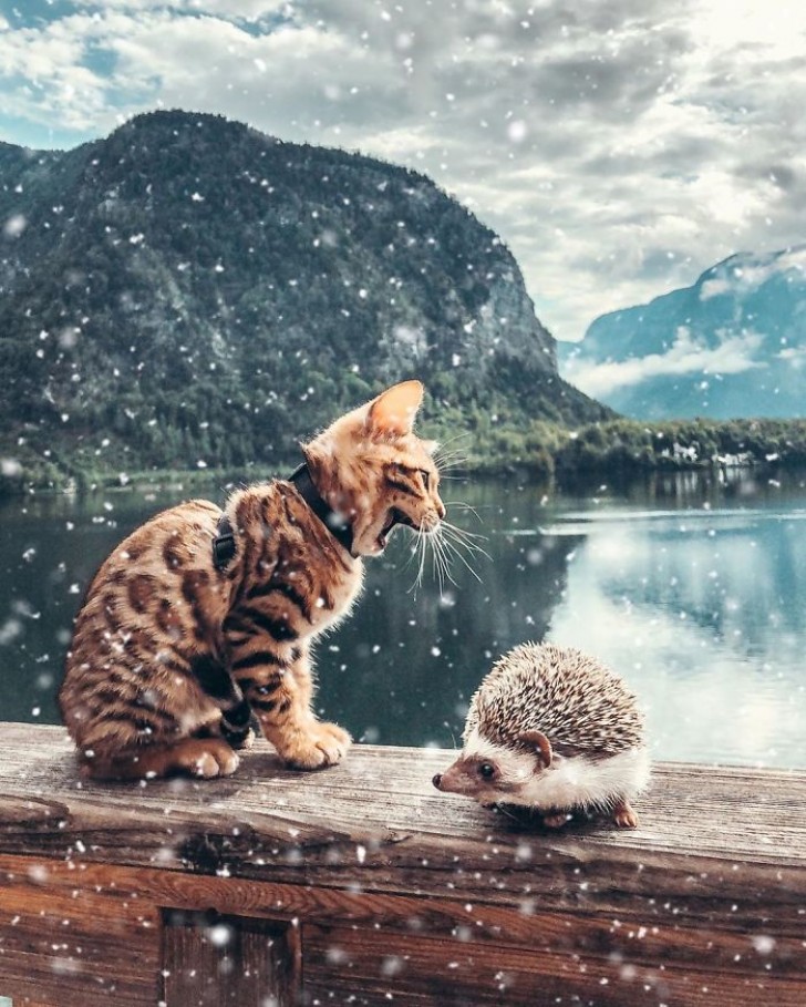 Une fille prend des photos des aventures de son petit chat et de son adorable ami hérisson : une amitié insolite et particulière - 13
