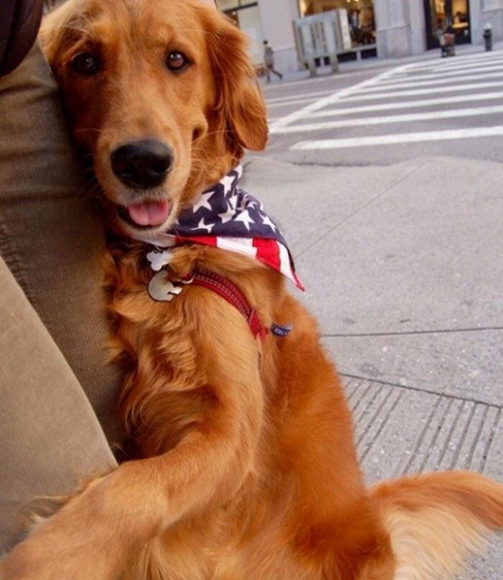 Ägaren har även en mejladress där man kan "boka tid" med hunden för att få kramas och kanske ta ett foto tillsammans