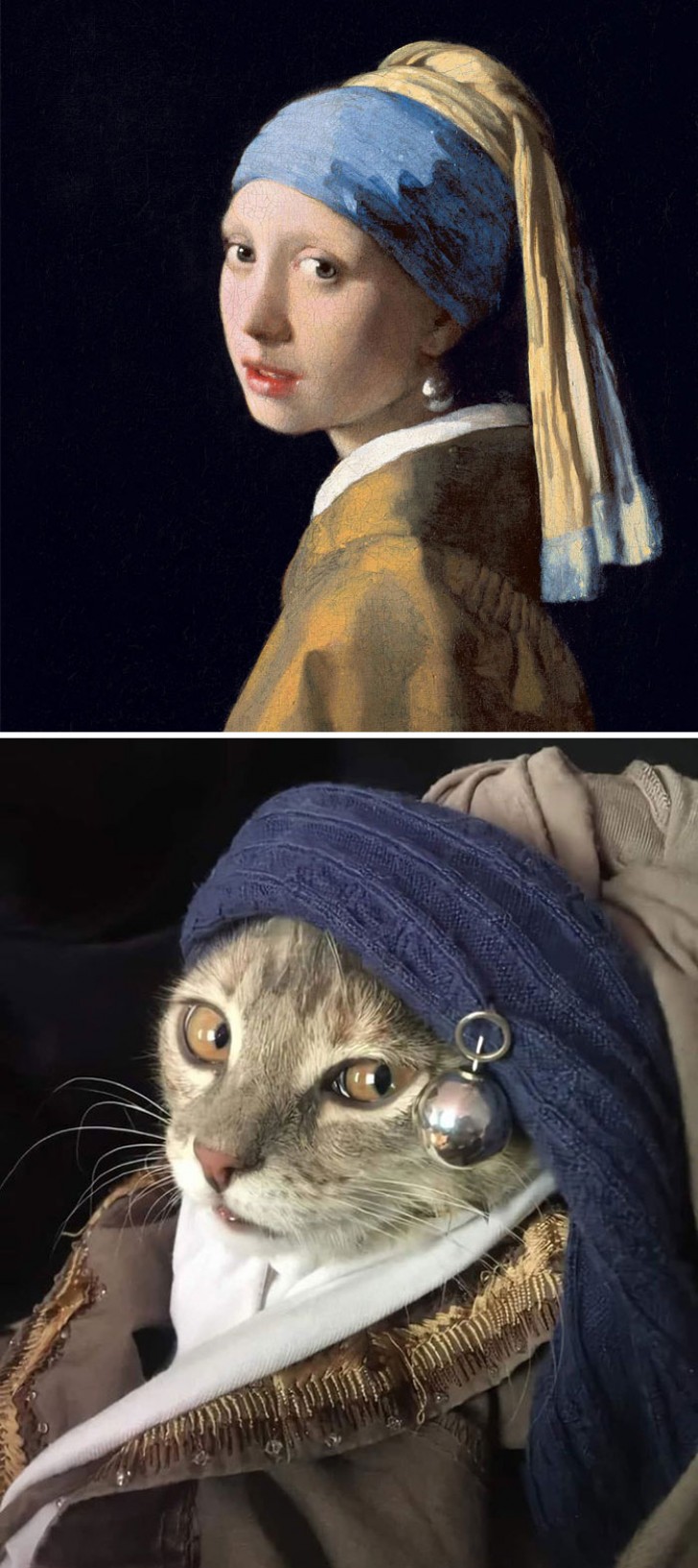 Und "Das Mädchen mit dem Perlenohrring" passt gut zu der katzenhaften Schönheit dieser sehr ... fotogenen Katze!