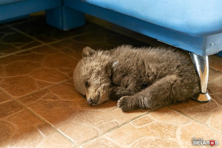 L'adorabile orsetto era esausto e una volta arrivato nella casa di Terletsky ha deciso di schiacciare un pisolino