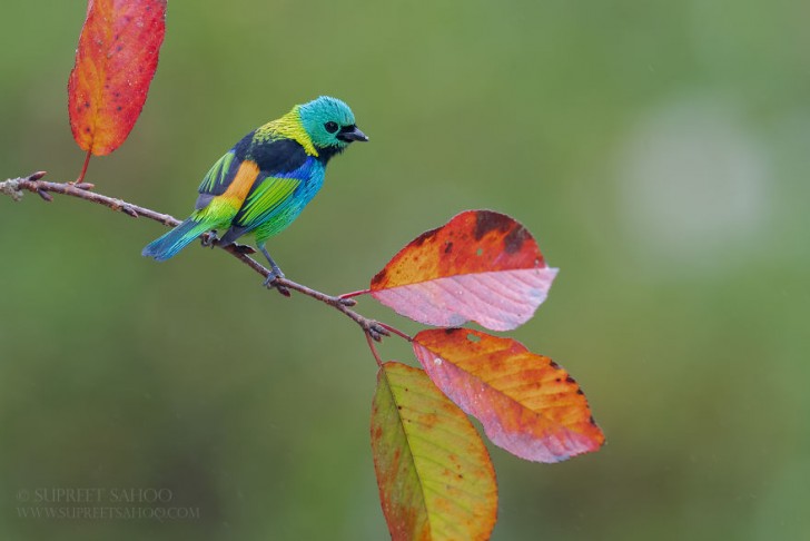 1. Uno stupendo e coloratissimo Tangara testaverde (Tangara seledon)