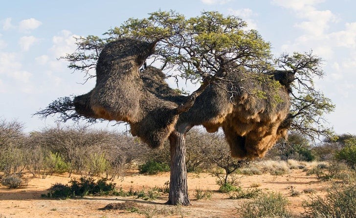 13. Un albero incredibilmente colmo di nidi d'uccello