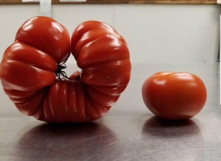 Wenn die Form einer Tomate der eines Armbandes ähnelt!