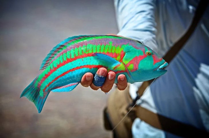 Es sieht gemalt aus, aber dieser Fisch existiert wirklich in der Natur!
