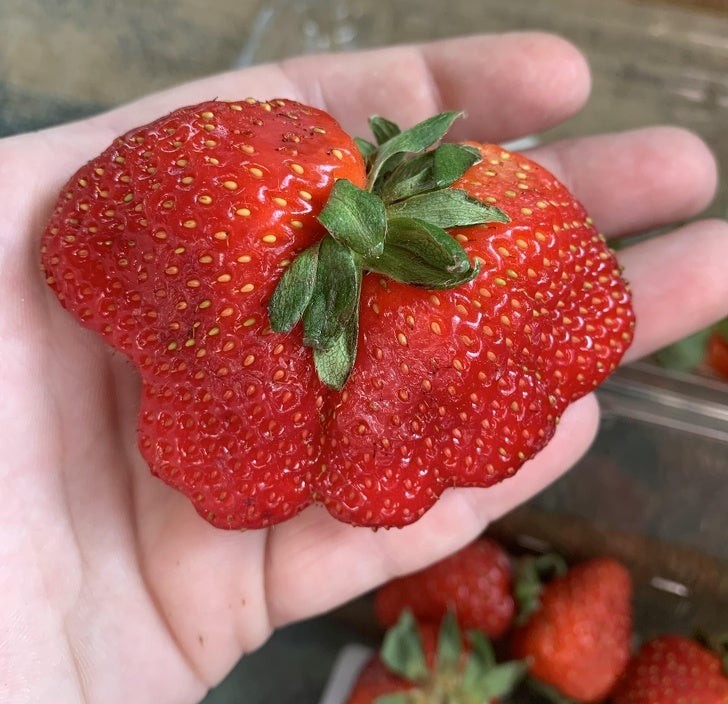 Eine doppelte Erdbeere zum Preis von einer ... aber der Geschmack ist doppelt so gut!
