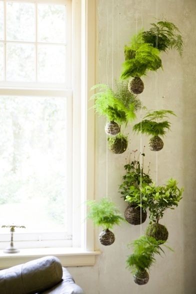 1. Kokedama: le composizioni verdi giapponesi, che permettono di crescere piante in una sfera di muschio e terriccio, sono un'idea perfetta per una parete verde