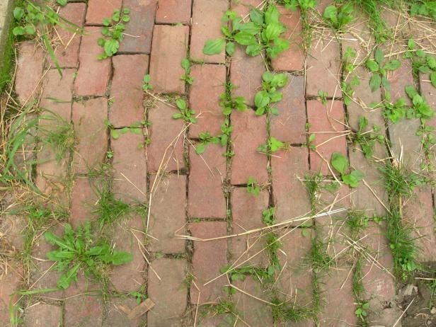 Vinaigre, sel et liquide vaisselle : une méthode simple et peu coûteuse pour empêcher les mauvaises herbes de pousser dans le jardin - 1