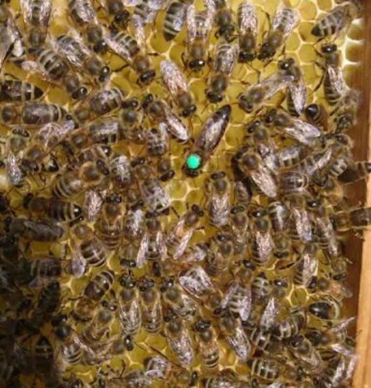 Ses abeilles n'avaient pas produit autant de miel depuis 20 ans : la cause, l'absence d'homme et la réduction de la pollution - 2