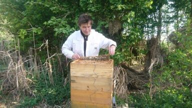 Seine Bienen hatten seit 20 Jahren nicht mehr so viel Honig produziert: die Ursache, die Abwesenheit des Menschen und die Verringerung der Umweltverschmutzung - 3