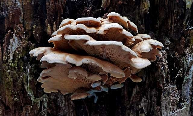 5. Per far crescere i funghi