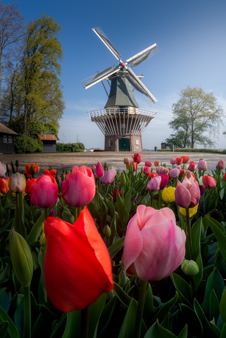 Un paysagiste professionnel néerlandais a cependant eu accès au parc vide pendant que les jardiniers du Keukenhof s'occupaient de la floraison...