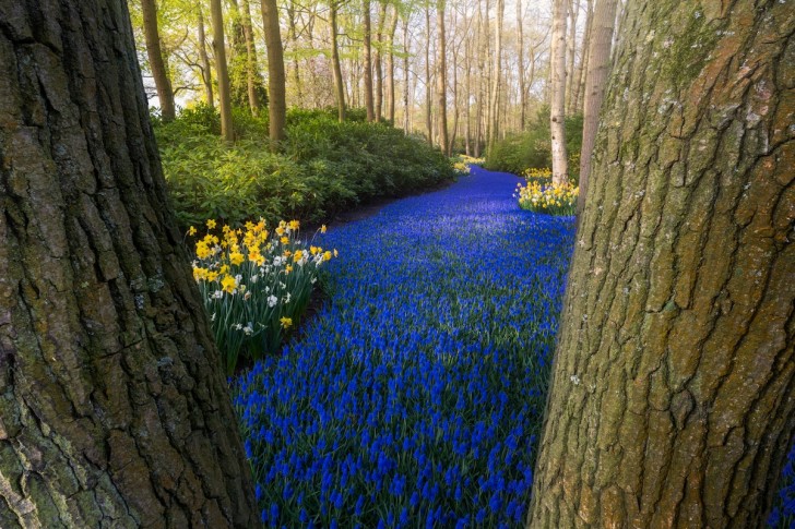 Pendant une journée entière, Albert Dros a utilisé son appareil photo pour immortaliser les magnifiques effets de couleurs des tulipes...