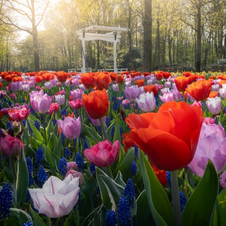 Eingetaucht in eine Landschaft, die einerseits in Abwesenheit von Besuchern geisterhaft und andererseits sehr faszinierend ist, hat Albert die ganze Schönheit der holländischen Tulpen eingefangen...