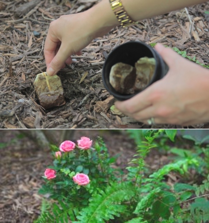 6. Als Dünger im Garten