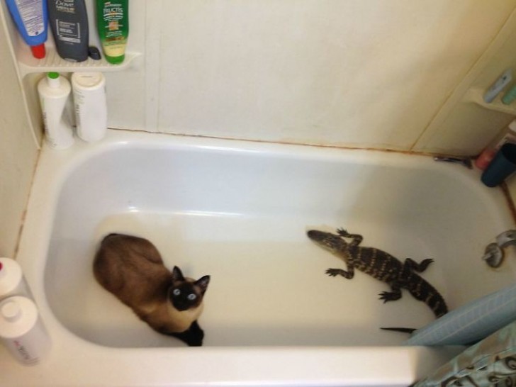 13. "Alors... je suis rentré à la maison et dans la baignoire j'ai trouvé ça. Je sais ce que vous pensez... mais je n'ai jamais eu de chat !"