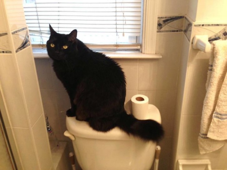 17. "J'ai dû regarder plusieurs fois la salle de bain pour me rendre compte qu'il y avait vraiment un chat. Je n'ai jamais eu de chat"