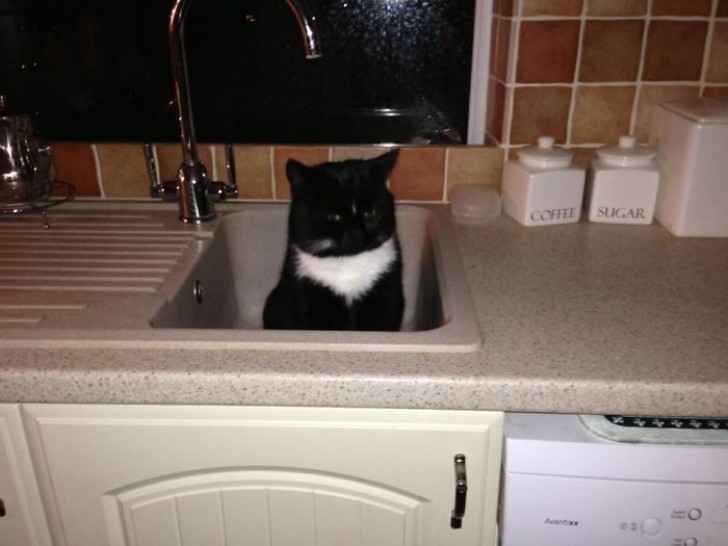 5. "Je me suis réveillée vers 5h30 du matin et je suis allée à la cuisine pour chercher de l'eau. J'ai trouvé ce chat dans l'évier... tout irait bien si ce n'était pas mon chat"