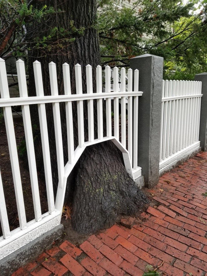 8. Une autre clôture "façonnée" autour du tronc d'un vieil arbre