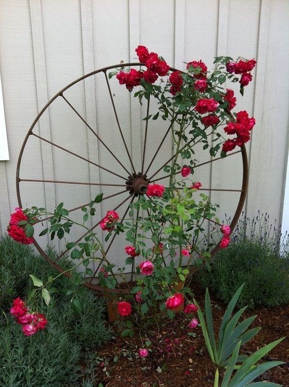 10. Das alte Rad eines Fahrrads kann die perfekte Stütze für eine Rosenpflanze werden