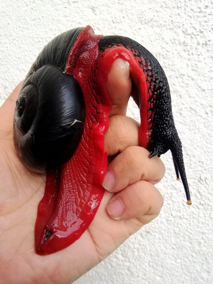 L'escargot de feu est un escargot géant de couleur rouge feu. Il est connu dans la langue locale sous le nom de Platymma tweediei.