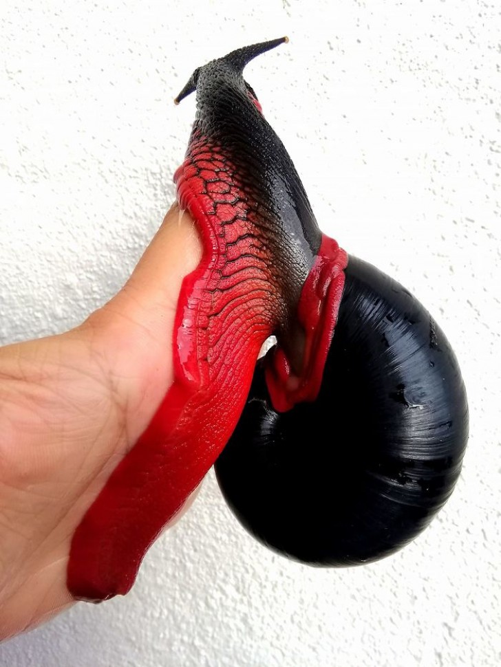 La coquille de l'escargot de feu est également particulière chez les gastéropodes : elle est d'une couleur noire intense, totalement uniforme.