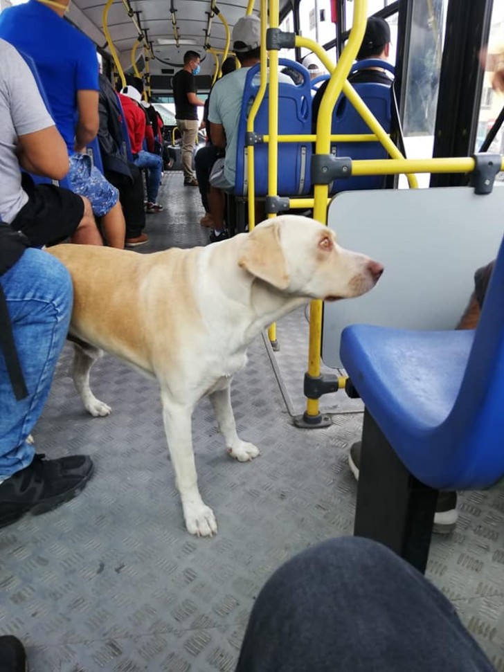 Hund verliert Herrchen und bittet Fahrgäste im Bus um Hilfe