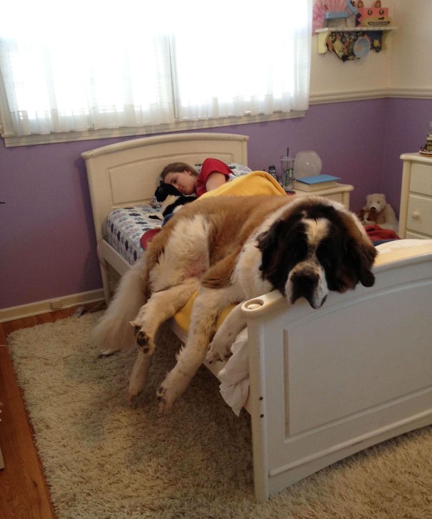 C'est bien de partager le lit avec son chien... à condition de la taille qu'il fait !