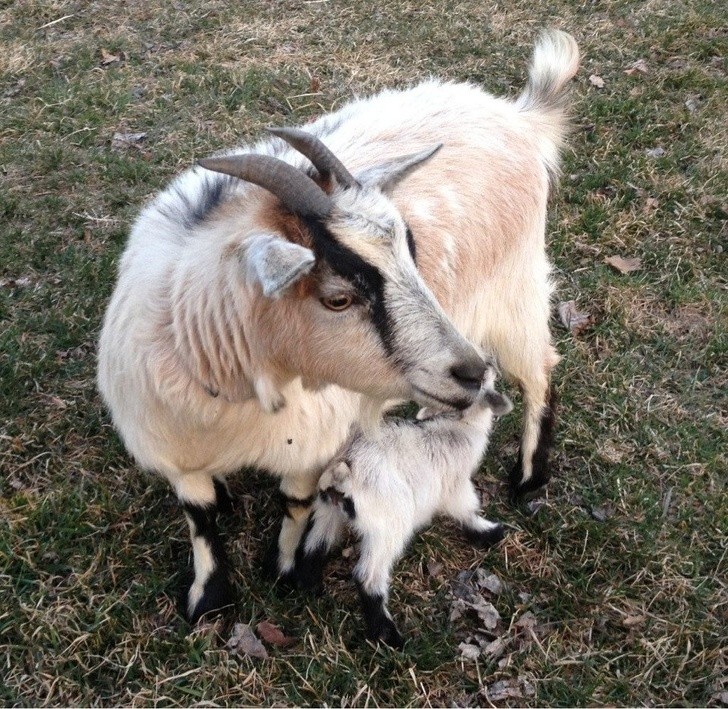 13. "My goat has just had two beautiful kids!"