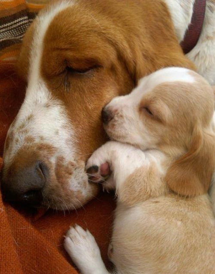4. How nice to sleep snuggled up with mom ...