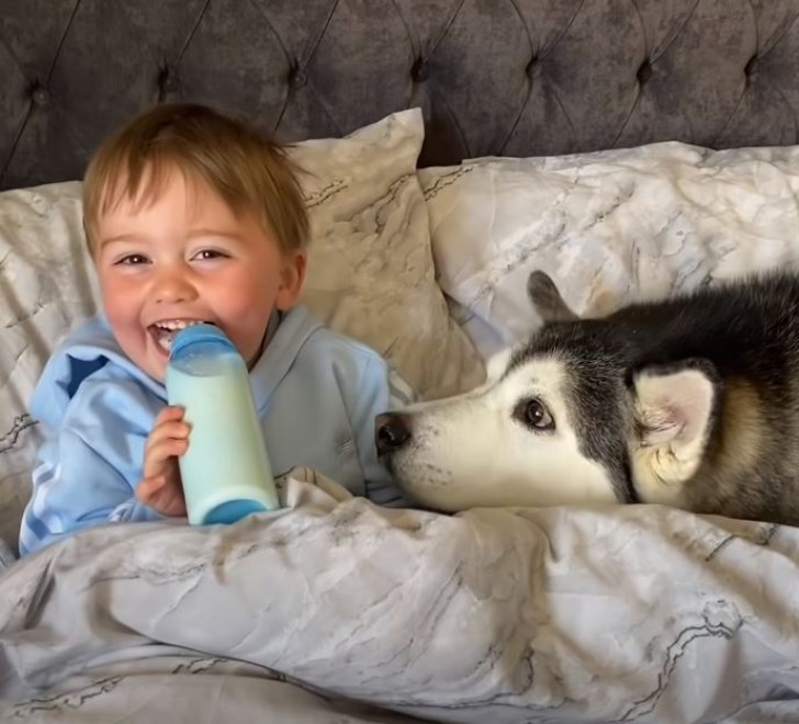 Millie is a truly fun and curious husky, who has become a web celebrity thanks to the video that portrays her taking a nap with little Parker