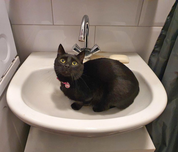 13. Quand un chat décide de boire SEULEMENT depuis le robinet du lavabo...