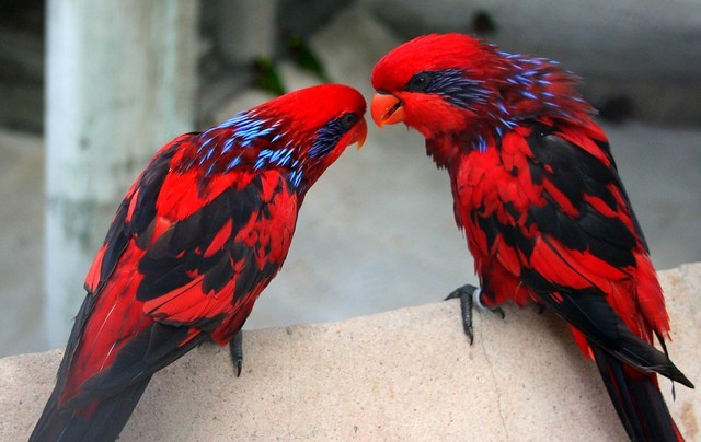 7. Eos bornea, detto anche Lori Rosso, è un bellissimo pappagallo dalla forma slanciata e dalle piume color lava