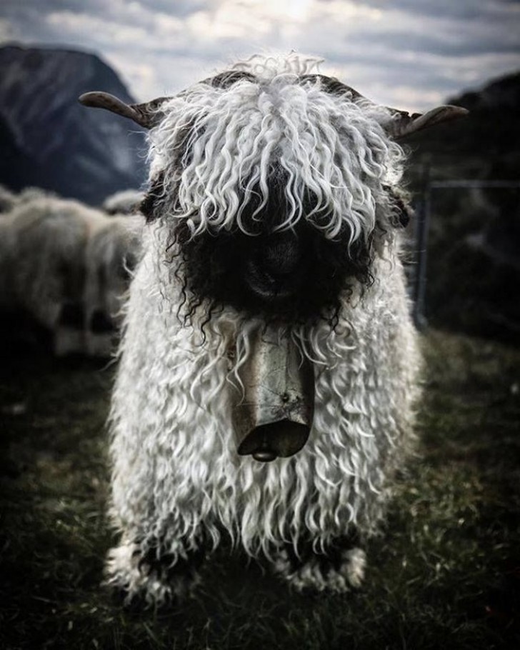 Su internet, tantissimi utenti ancora non riescono a decidere se questa pecorella sia davvero la più bella che abbiano mai visto...o la più inquietante!