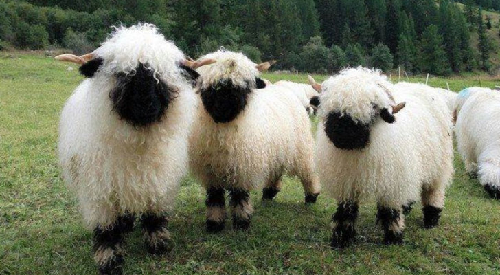 Alcune pecore Naso Nero del Vallese sull'erba