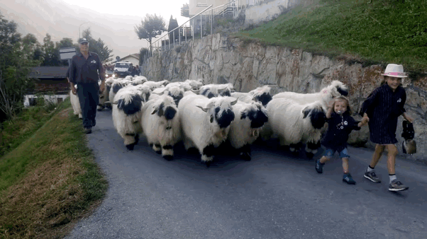 Valais Blacknose Sheep Scotland