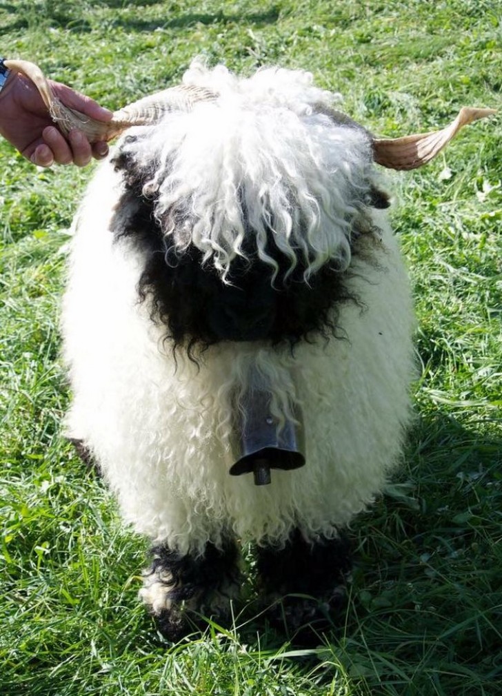 Valais Blacknose sheep Northumberland
